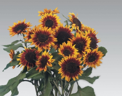 Picture of Helianthus (Sunflower) - Ring Of Fire